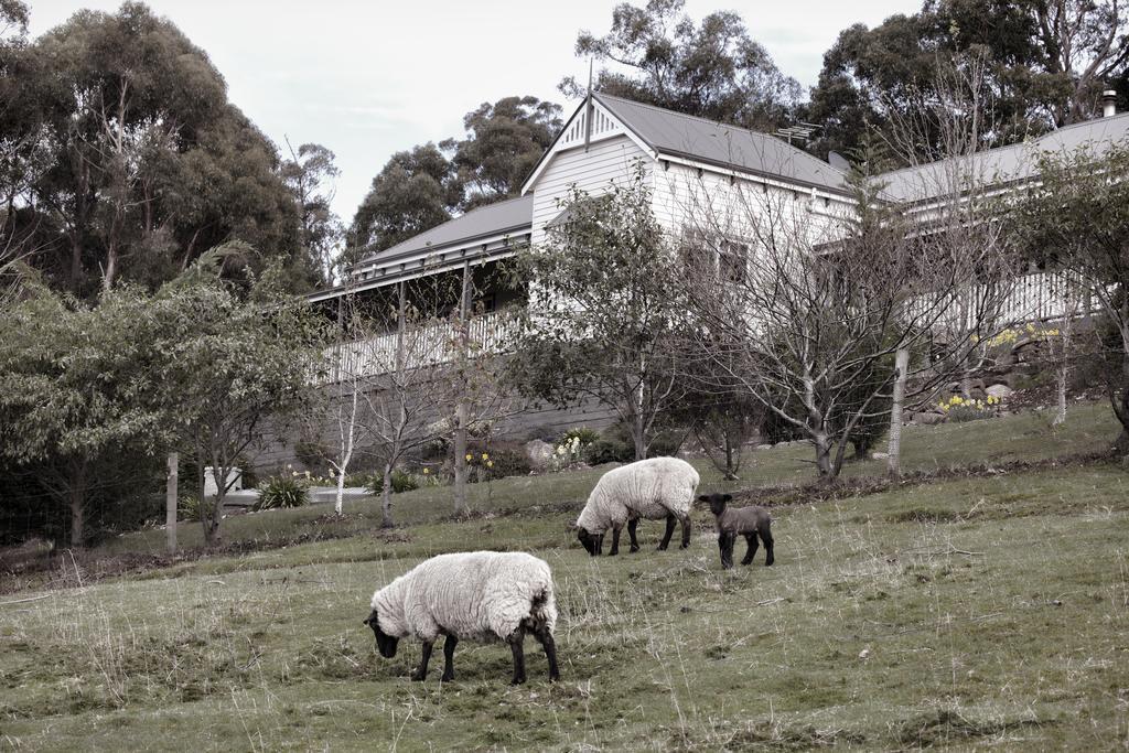 House On The Hill Bed And Breakfast Huonville Extérieur photo